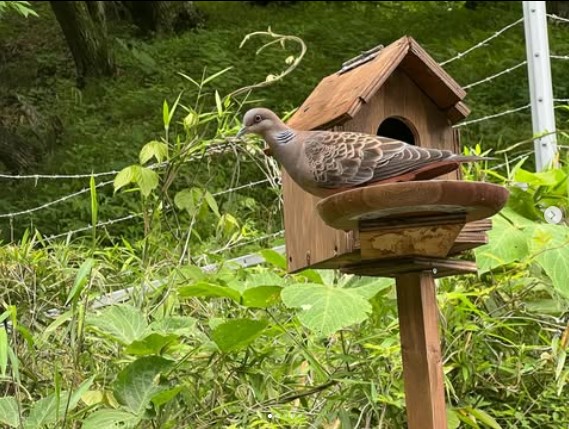 ピットの廃材を使ってDIYした鳥小屋！！！